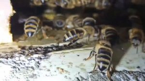 Медведь на пасеку!!! Что делаю