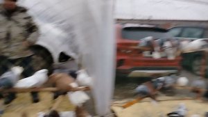 Ярмарка голубей г.Тула 26.01.25