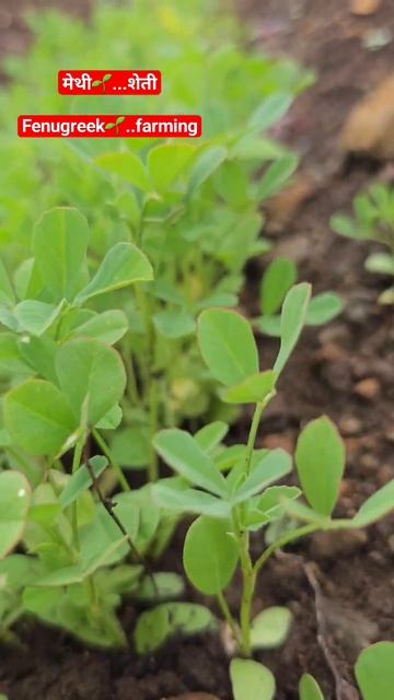 मेथी🌱शेती...Fenugreek🌱Farming #shorts #short #viral #trending #ytshorts #shortsvideo #youtubeshorts смотреть онлайн