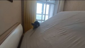 Кот покоряет новые высоты, а шпиц помогает чем может!