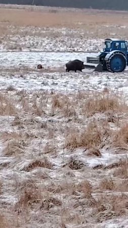 Кабан проверяет работу трактора.