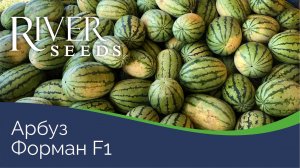 Арбуз Форман F1 от компании River Seeds