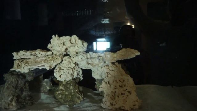 BUYING SALTWATER FISH FOR 110 GALLON TANK смотреть онлайн