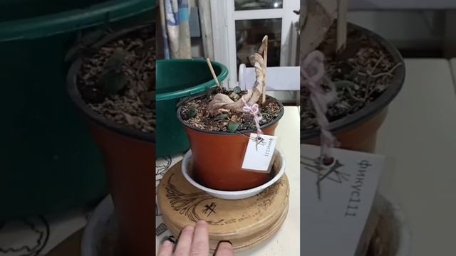 √4 фикус 111 Бенджамина (Бонсай)