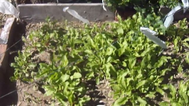 La Huerta de Don Zaurin - Establecimiento Rancho Pancho - Quimili - Sgo.del Estero смотреть онлайн