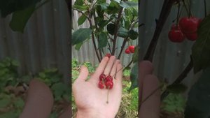 Черевишня Факел