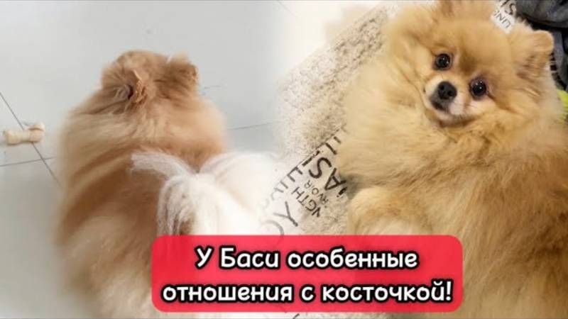 У Баси особенные отношения с косточкой!