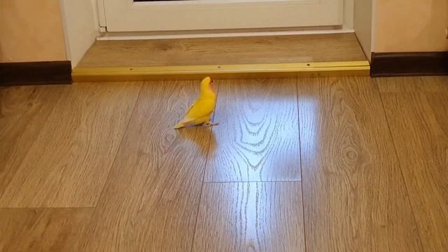 ВЛОГ : Неразлучник Лимон и Кошка Лизка/Любимые друзья смотреть онлайн