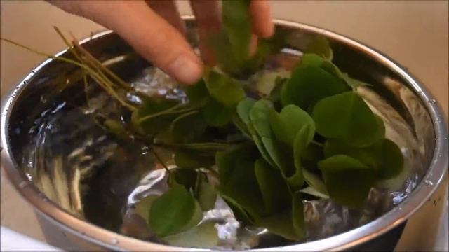 Wild Lemonade Tea using Wood Sorrel and Hemlock смотреть онлайн