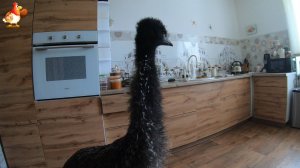 Эму 102 дня и страус Дормидонт с проверкой на кухне 😂😂😂 не до чего не докопался ❣️