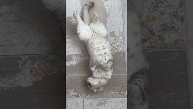 #котикиправятмиром #шерри #youtubeshorts #котики #шортс #прикол #catcool #песни #позовименяссобой