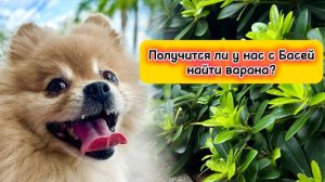 Получится ли у нас с Басей найти варана?