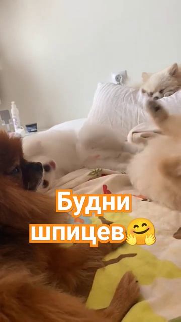 Собаки породы шпиц померанский в будние дни 😊 #видеоссобаками #шпиц #почемусобака