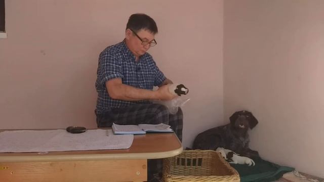 Щенки помет "Н" день 2 смотреть онлайн