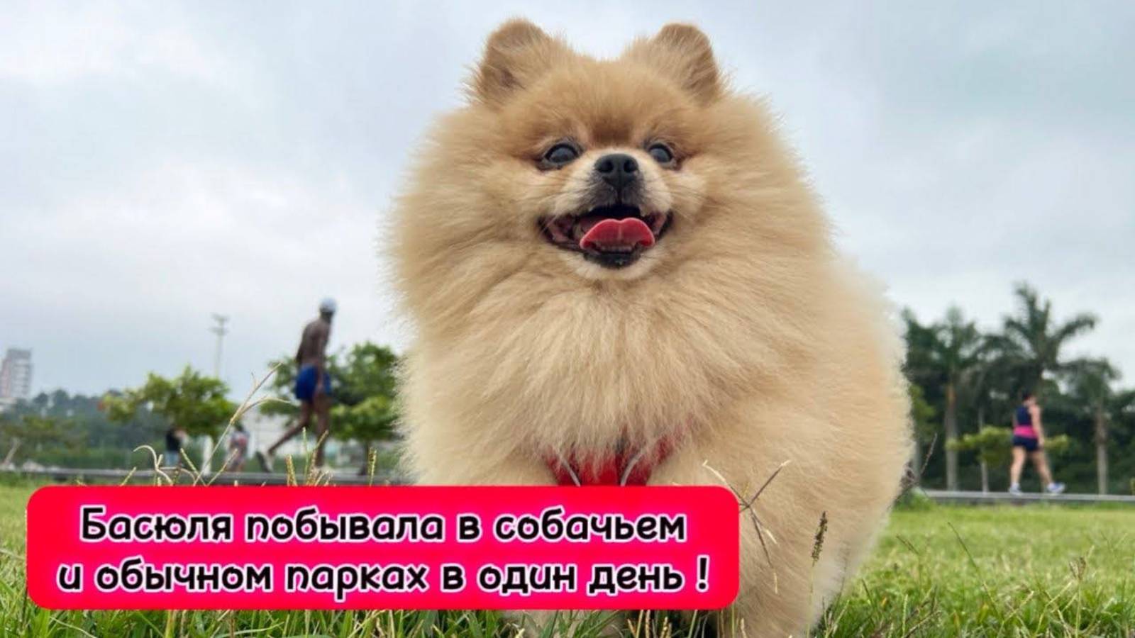 Басюля побывала в собачьем и обычном парках в один день!