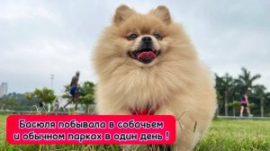 Басюля побывала в собачьем и обычном парках в один день!