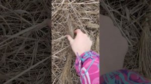 Как сделать кукол из травы. 1 часть.