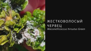 Жестковолосый червец