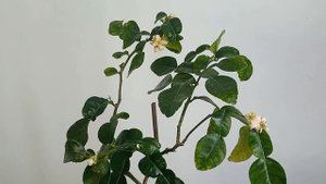каффир лайм