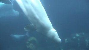 Beluga Whales