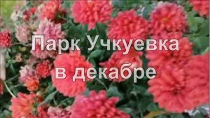 Учкуевка зимой