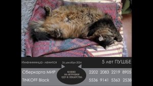 Пушбе 5 лет!