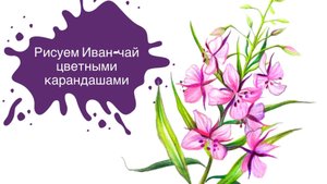 Рисуем Иван-чай Цветными Карандашами! 🌸