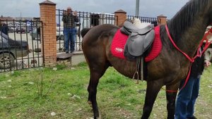 Грозный, скотный рынок Урус-мартан часть вторая.