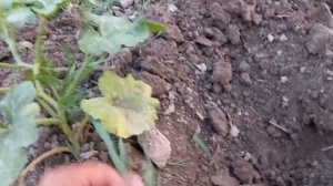 Дехкончмлик сирлари.Ошковок (кади) экиш сирлари 2023.06.22-кун.