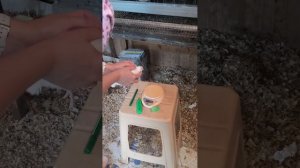,, Белые гиганты,, или обычные Техасцы?!