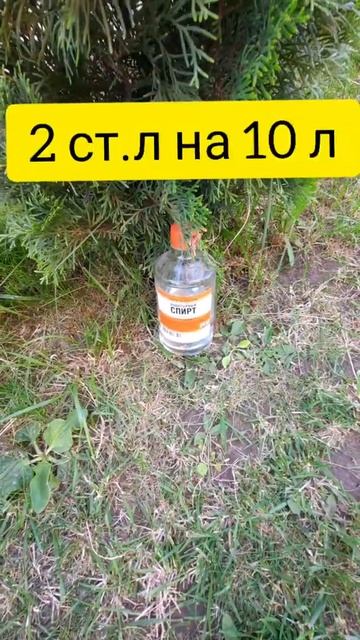 Подкормка чеснока смотреть онлайн