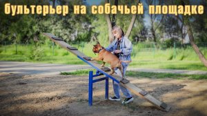 Тренировка бультерьера на собачьей площадке. Минибуль Данчик.