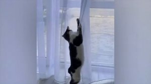 #137 Самые смешные животные. Приколы с котами и собаками