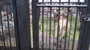 Козлики в Московском Зоопарке