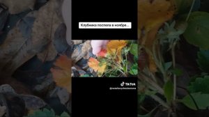 Клубника в ноябре...