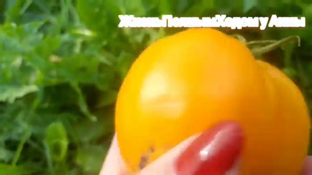 Огородный сезон 2024__27Серия 3