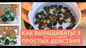 Домашние деревья