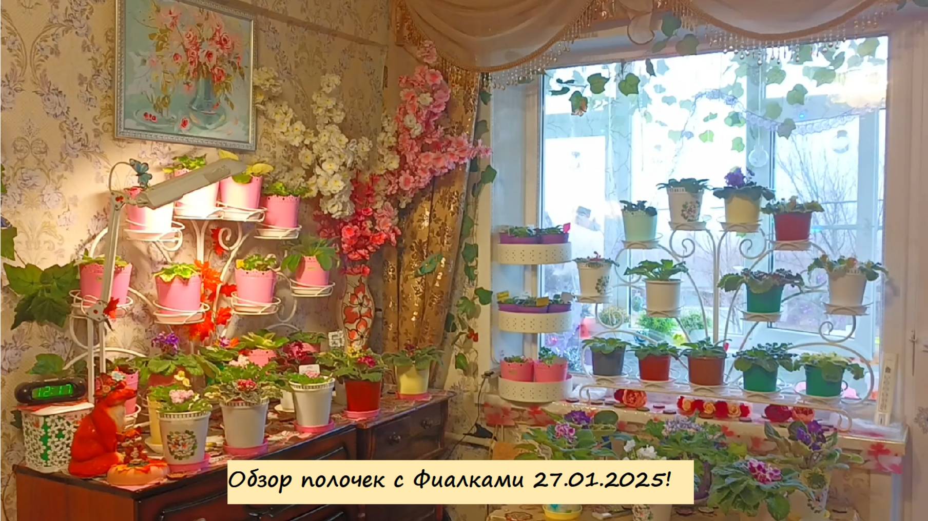 Обзор полочек с Фиалками 27.01.2025!