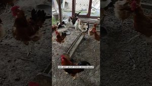 Чего боялись, то и вышло. Паразиты в курятнике.🤦♀️