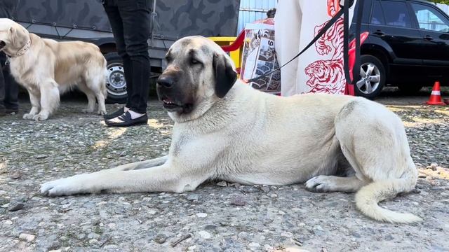 МЕЖДУНАРОДНАЯ ВЫСТАВКА «СКОР»…БОЛЕЕ «500» СОБАК… ГОРОД ЯРОСЛАВЛЬ…ПИТБУЛЬ МИЛЕДИ… #grafbalas #dog