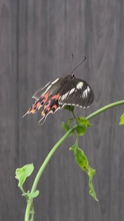 Crimson Rose Butterfly | Home Garden