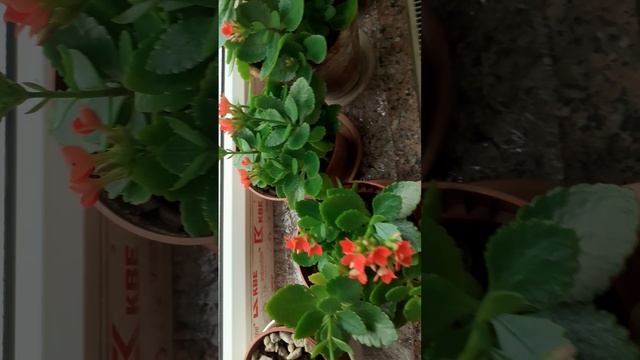 Каланхое,зимнее цветение.
