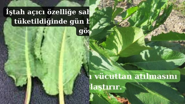 LABADA OTUNUN FAYDALARI смотреть онлайн