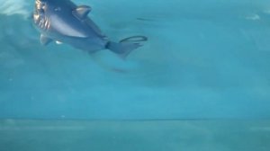 5553937  Водоплавающая игрушка «Акула»