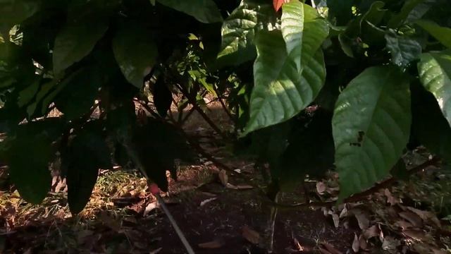 MASIH MENUNGGU BUNGANYA|MKP MIX POC TOP TEN|USIA 24 BULAN