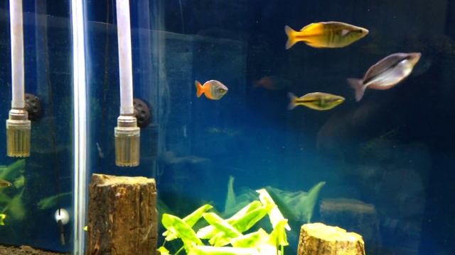 2nd day filling up 60g tank смотреть онлайн