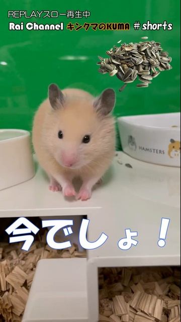 ハムスターおやつ_催促ジェスチャー#shorts【今でしょ】ハムスターかわいい（ハムスターおもしろ）ハムスターおもしろ映像