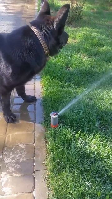 Черная овчарка Гера смотреть онлайн