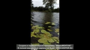 Клюет и когда сильный ветер...