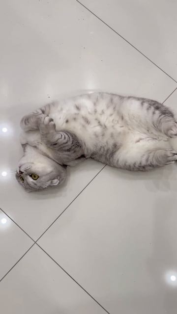 #котикиправятмиром #шерри #котики #youtubeshorts #мимишность #шортс #прикол #cats #милота #завтра